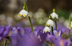 Image gallery image