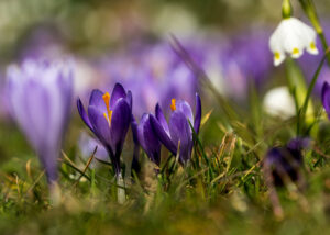 Image gallery image