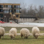 St.Martins Therme und Zicksee