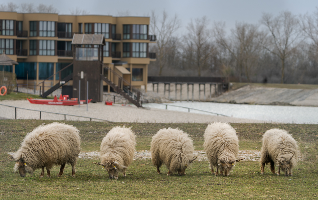 St.Martins Therme und Zicksee