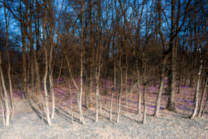 Image gallery image
