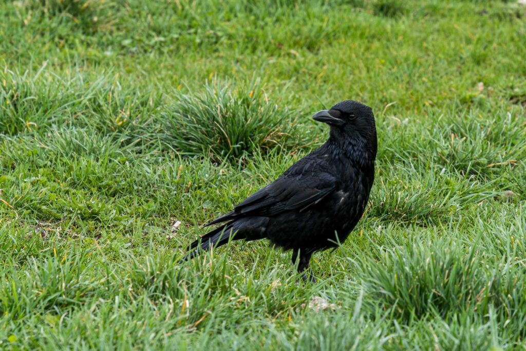 Rabe auf der Theresienwiese