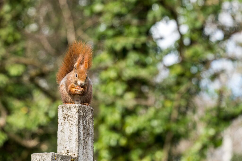 Fotogenes und posierendes Eichhörnchen