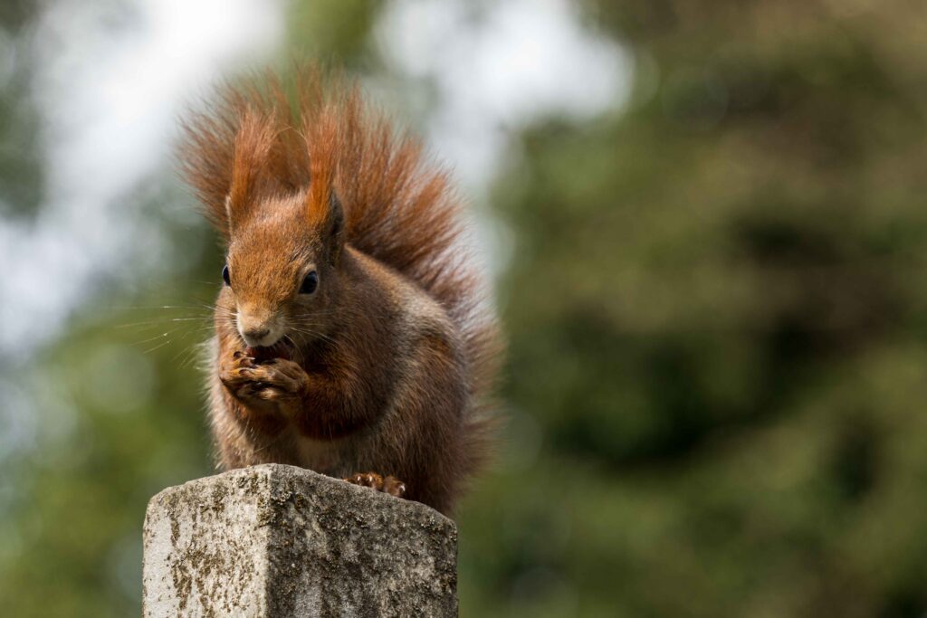 Fotogenes und posierendes Eichhörnchen
