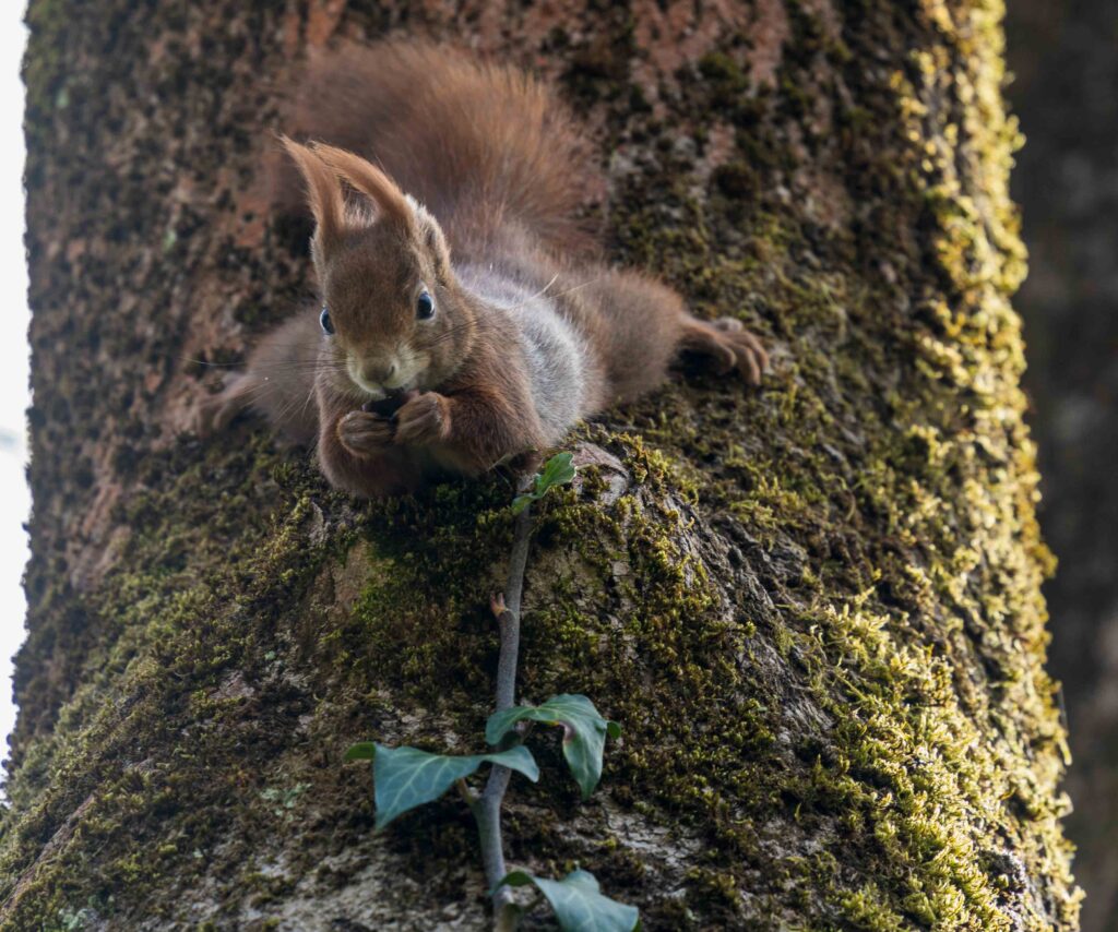 Fotogenes und posierendes Eichhörnchen