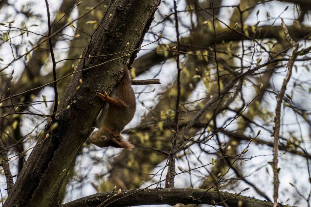 Squirrel kofüber