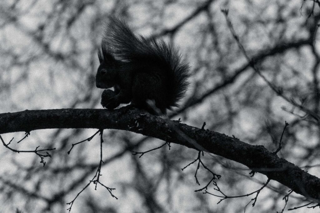 Ami Squirrel
