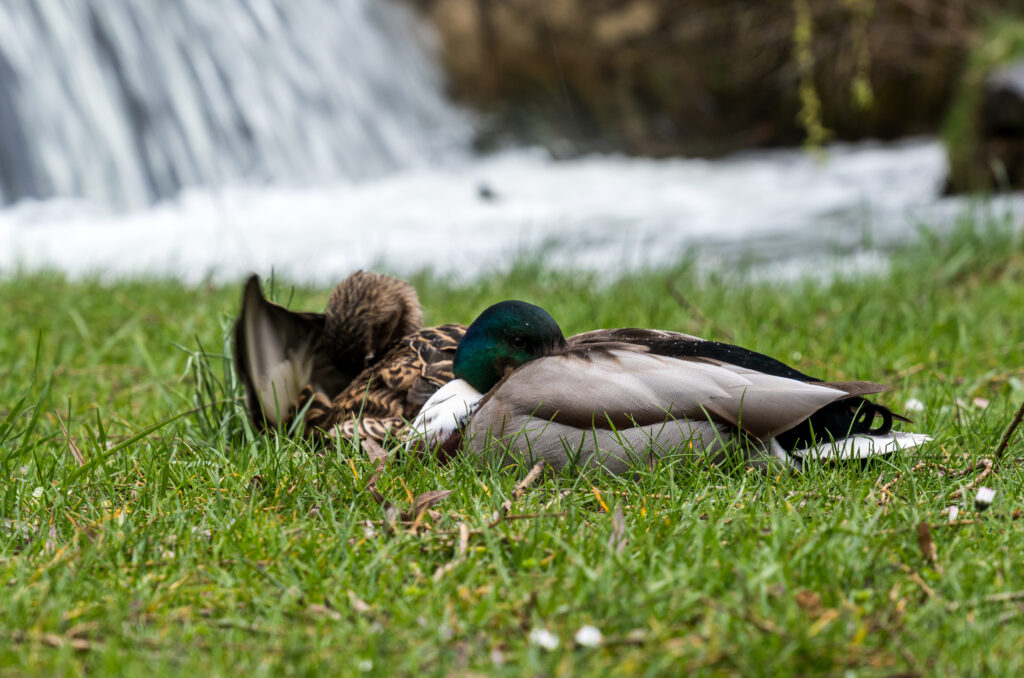 Enten am Eisbach