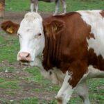 3 äh. 2 Almen Wanderung