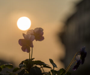 Image gallery image