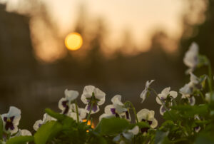 Image gallery image