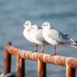 Brdo, Momjan, Stari Kaštel, Umag – Eine kleine Rundreise