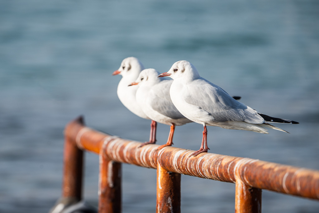 Brdo, Momjan, Stari Kaštel, Umag – Eine kleine Rundreise