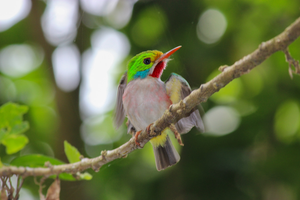 Abenteuer auf kubanischen Straßen – von den Bergen ans Meer