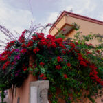 Image gallery image