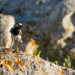 Medulin – noch ein Schiff, zwei Bunker und eine verlassene Villa