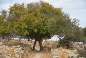 Image gallery image