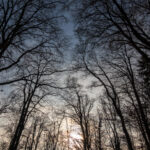 Bei den Wild(on)e(r)n