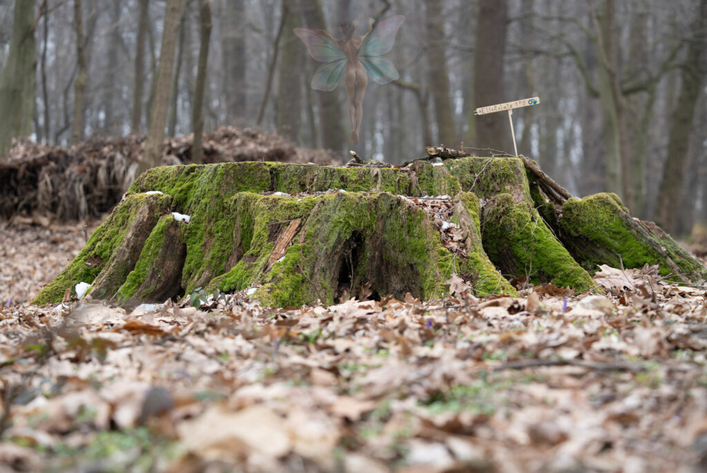 Spaziergang im Zauberwald