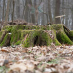 Spaziergang im Zauberwald