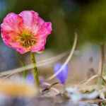 Auf den Spuren der Schneerosen: Ein Ausflug zur Velika Planina bis zur Kamniška-Quelle