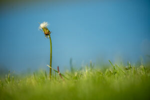 Image gallery image