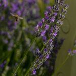 Auf den Spuren der Parenzana: Von Buje nach Vižinada– durch das Herz Istriens mit Schwierigkeiten