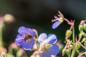 Image gallery image