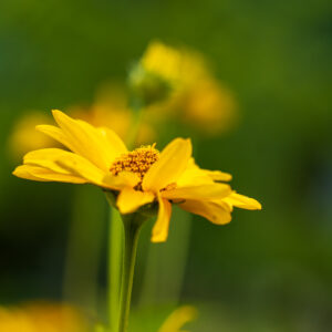 Image gallery image