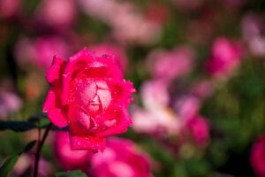Image gallery image