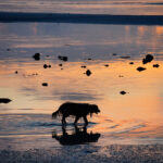 Koh Samui Ausflug: Von morbiden Fischerdörfern bis zum teuersten Bier am Strand