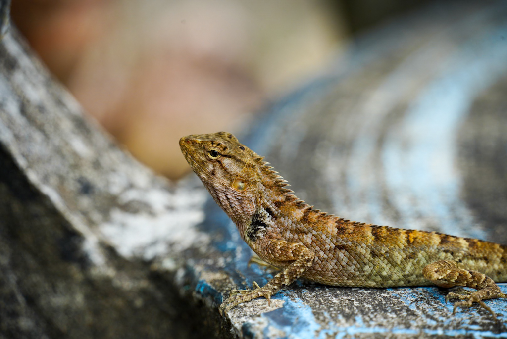 Koh Samui Sehenswürdigkeiten: Von roten Tempeln bis zum Fisherman’s Village