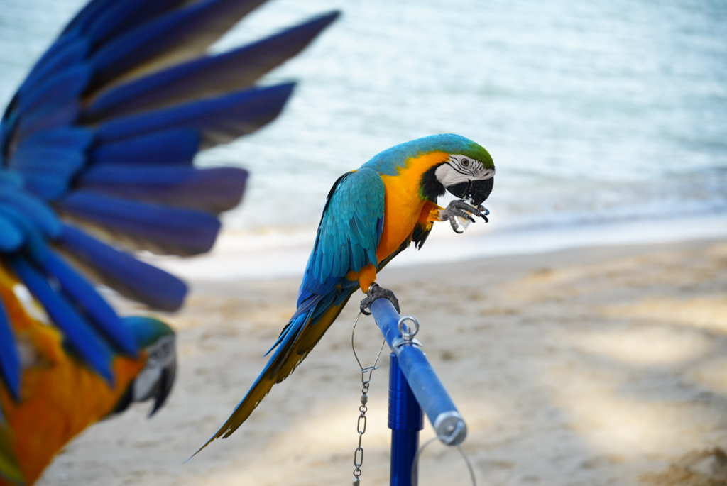 Koh Samui: Zwischen bunten Papageien und echtem Streetfood