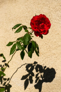 Image gallery image