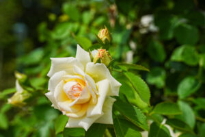 Image gallery image
