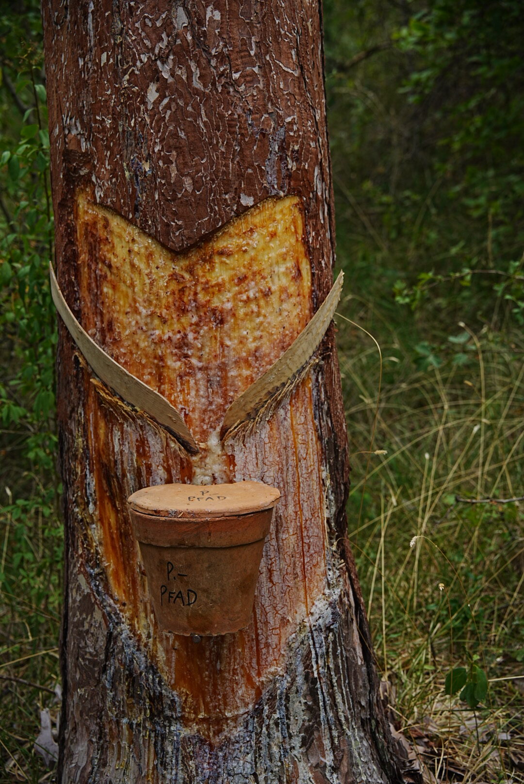 Wienerwald: Ein feiner Ausflug zwischen Geschichte und Pecherei