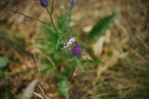 Image gallery image