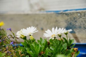 Image gallery image