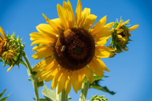 Image gallery image