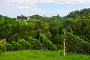 Image gallery image