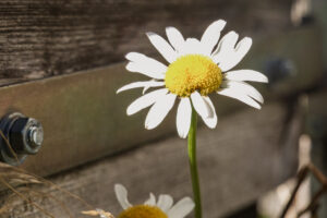 Image gallery image