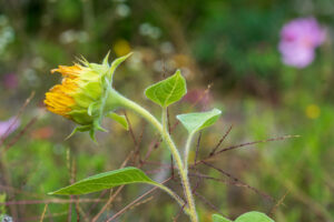 Image gallery image
